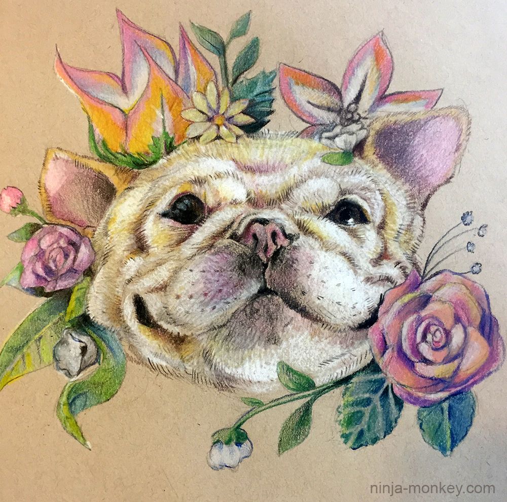 A colored pencil portrait of an French bulldog puppy on toned paper. It is framed by leaves and blooms.