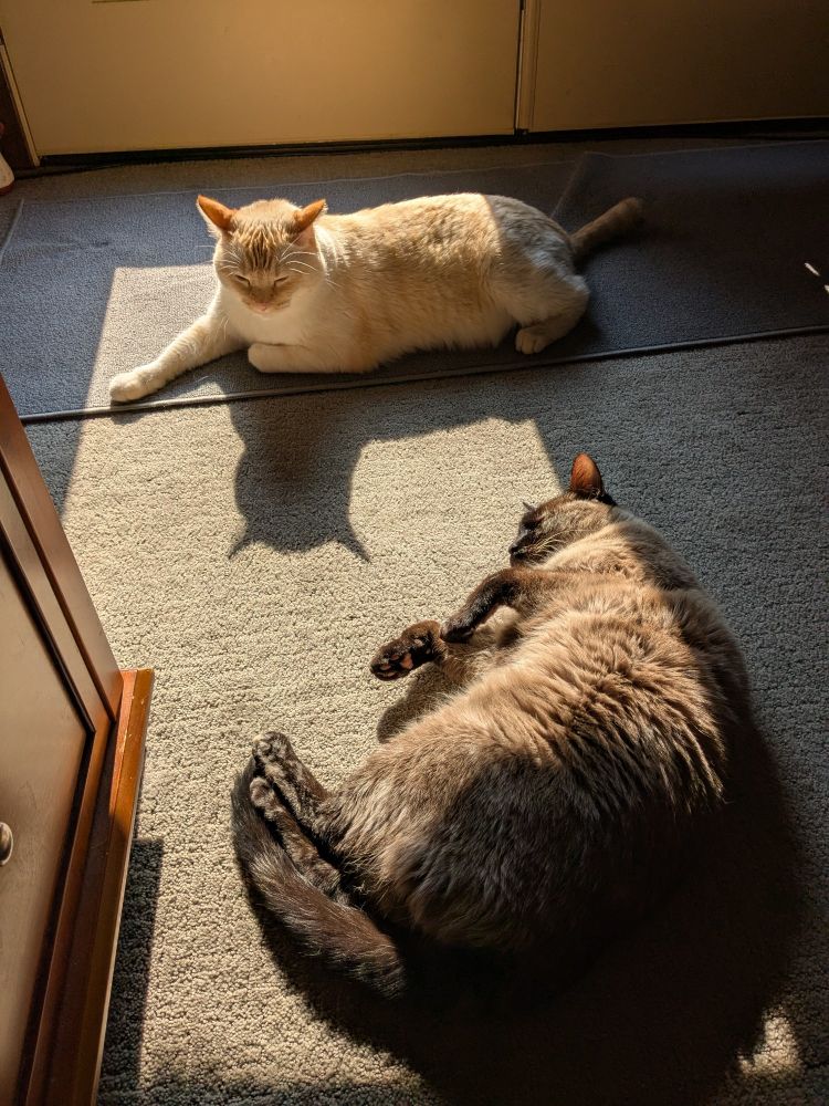Pear & Potato laying in the morning sun
