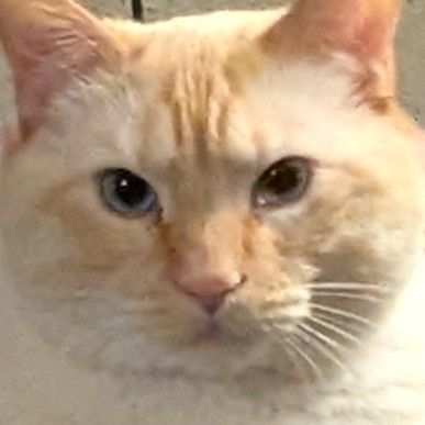 Zoomed in version of the first picture of Pear the cat, staring deep into the camera