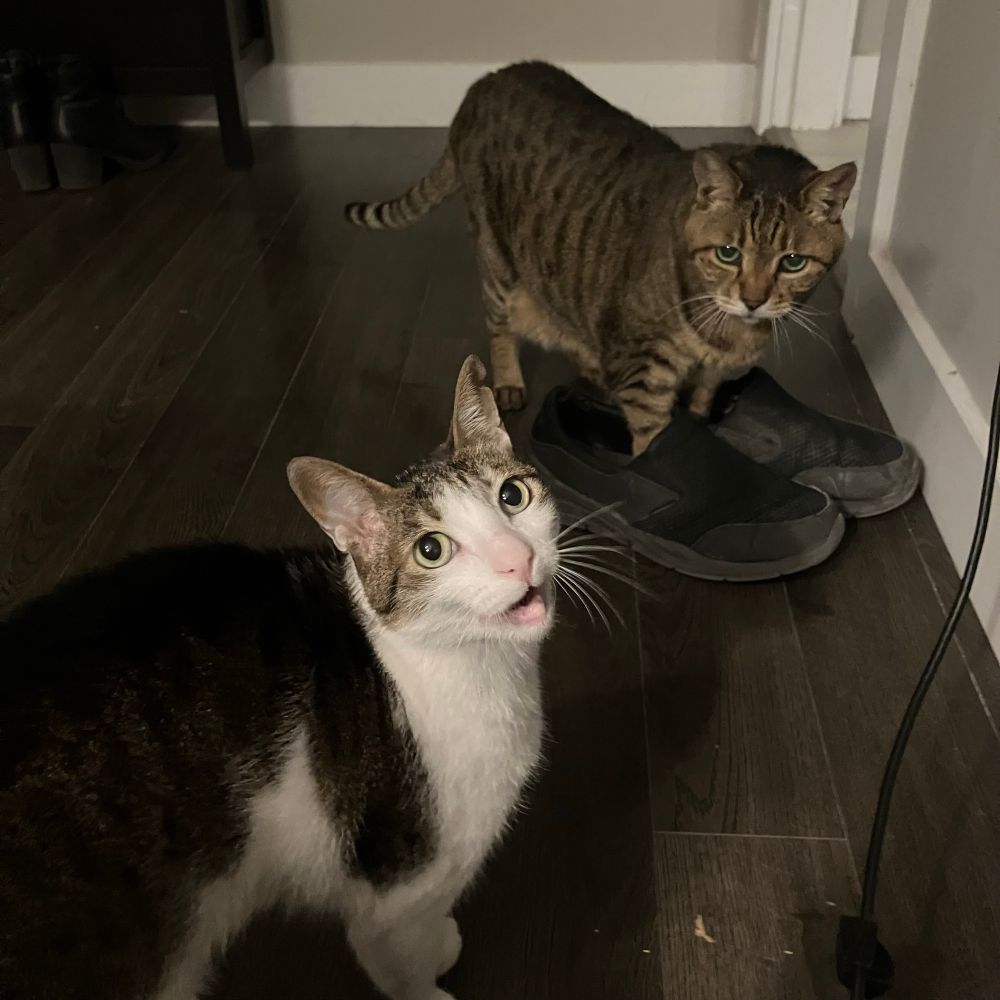 A brown tabby cat is standing with his front feet in a pair of adult human shoes. A white and brown cat in the foreground is agape. 