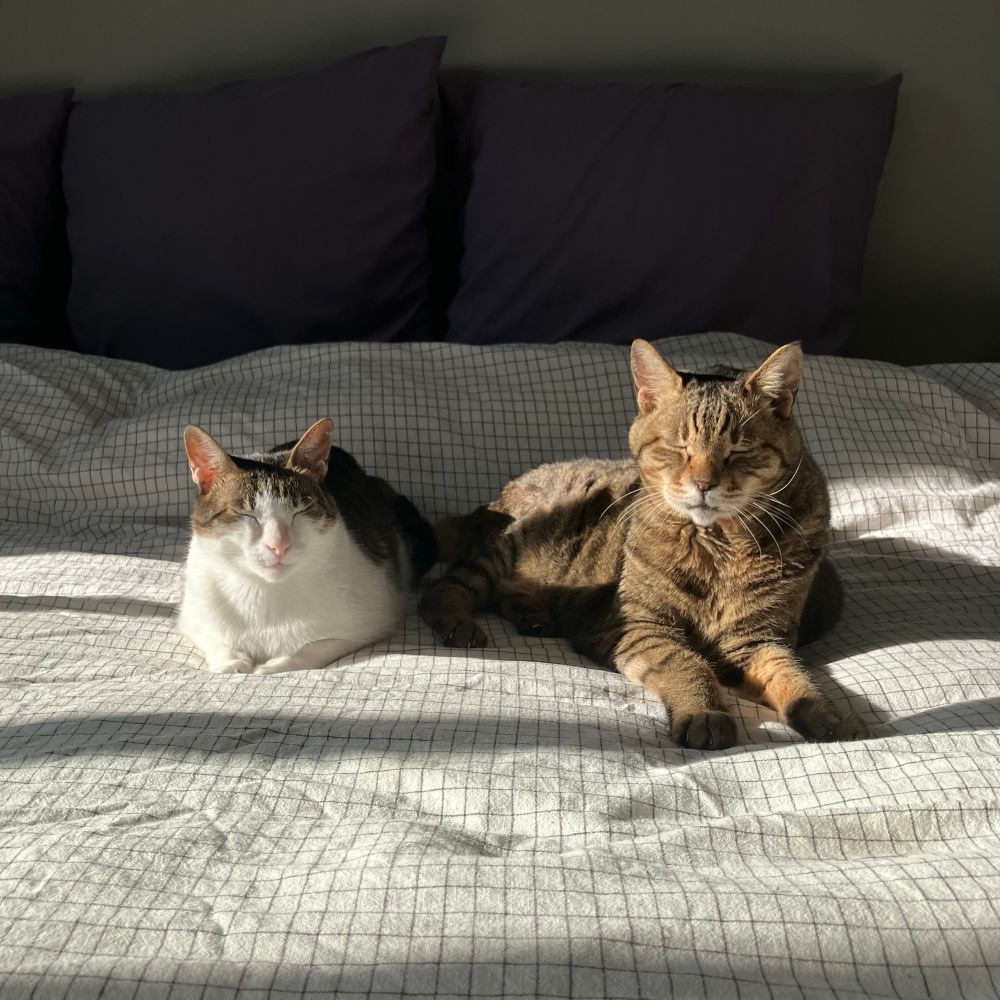 Two cats laying peacefully on a bed in a sun beam. 