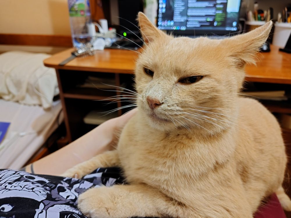 смішни рудий кіт