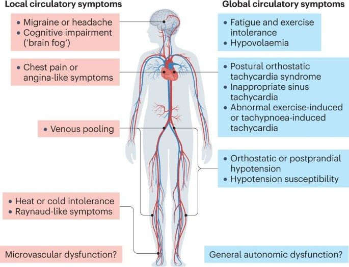 Screenshot of an infographic displaying local circulatory symptoms as per @DrScomaME_CFS on X