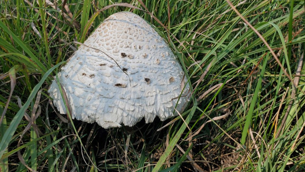 A large 8" diameter conical white mushroom in a grassland.