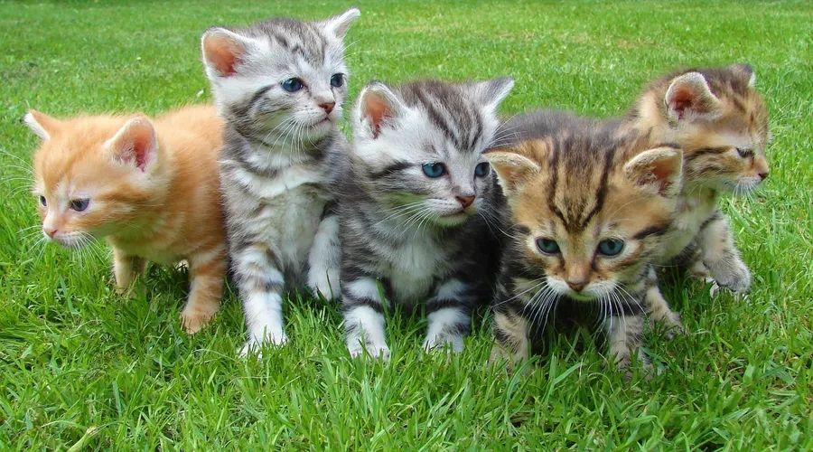 Fünf überaus niedliche Katzenbebis
(a.k.a. random Katzenfoto, selbst aus dem Internet geklaut, lizenzfrei)