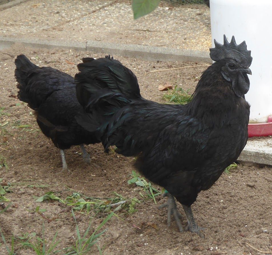 komplett schwarzer Hahn, dahinter ein ebensolches Huhn
