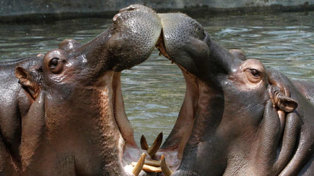 Lake Bacon: The Story of The Man Who Wanted Us to Eat Mississippi Hippos