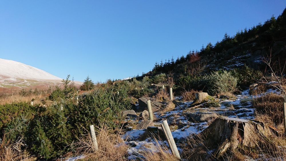 A deforested landscape of tree stumps under a blue sky
