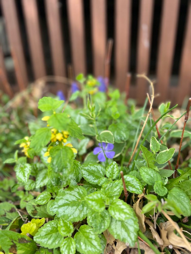 First time my vinca vine ever flowered! And it’s purple 