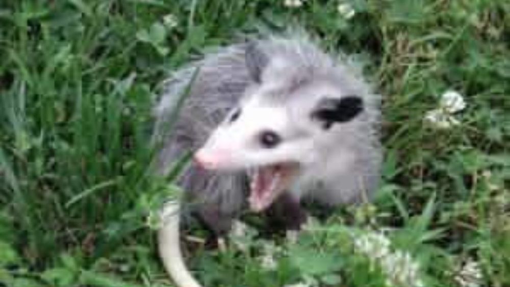 The “He Scream At Own Ass” meme.