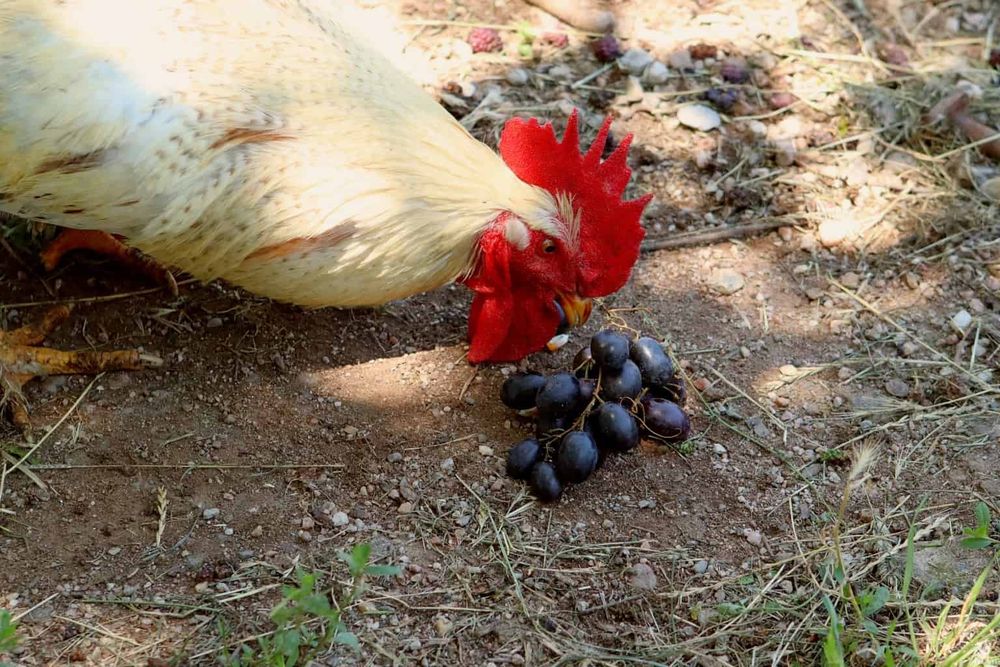 Man sieht ein helles Huhn, das die Beeren an einer am Boden liegenden Weintraube pickt