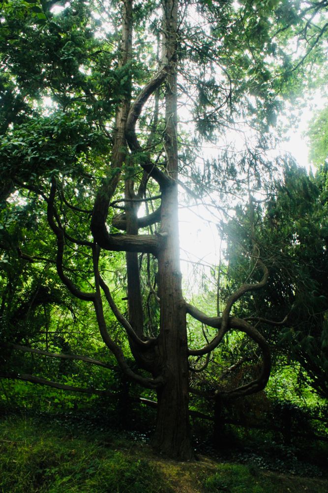 A tree in Alexandra Park in Hastings, it’s a pine of sorts, tall, with some of its branches growing at geometrical angles as if they’ve been assisted to do so. There is a second photo of the same tree from a position. In both the sun is behind the tree, making the shot seem a little other worldly alongside the unusual growth pattern (to me anyway).