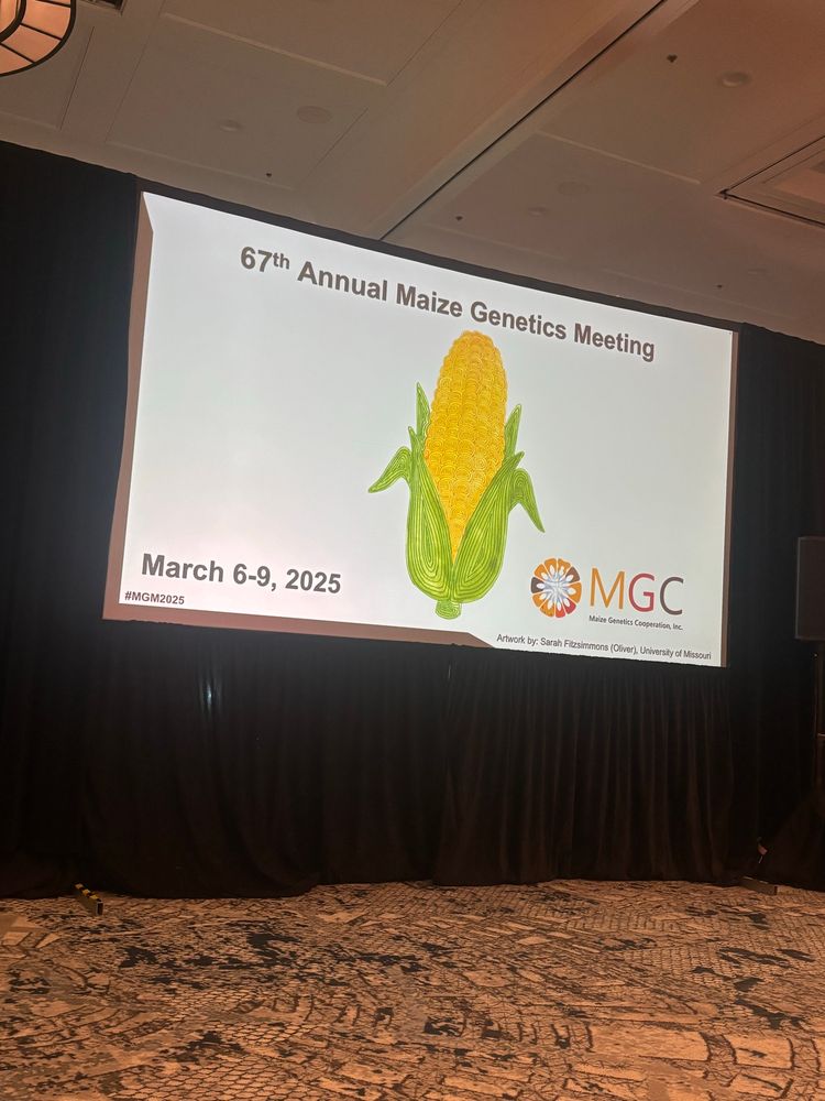 First slide of the maize meeting.