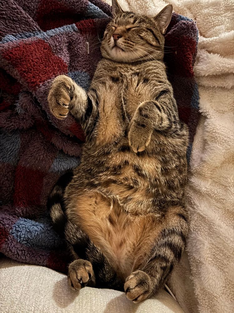 Tabby cat sleeping very contentedly on his back, on his blue and red blanky. 