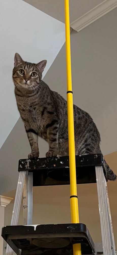 A tabby cat looking concerned from atop a ladder, with yellow extension pole by his side. 