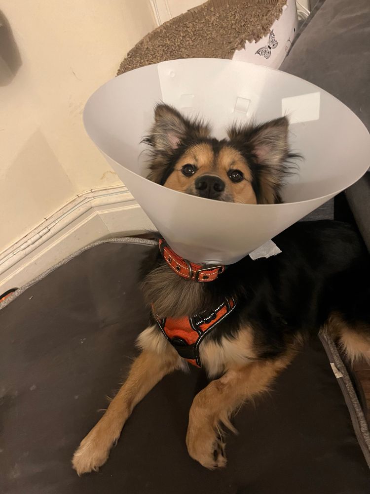 A black and tan dog looks at the camera, wearing a white post-operation “cone of shame”. 