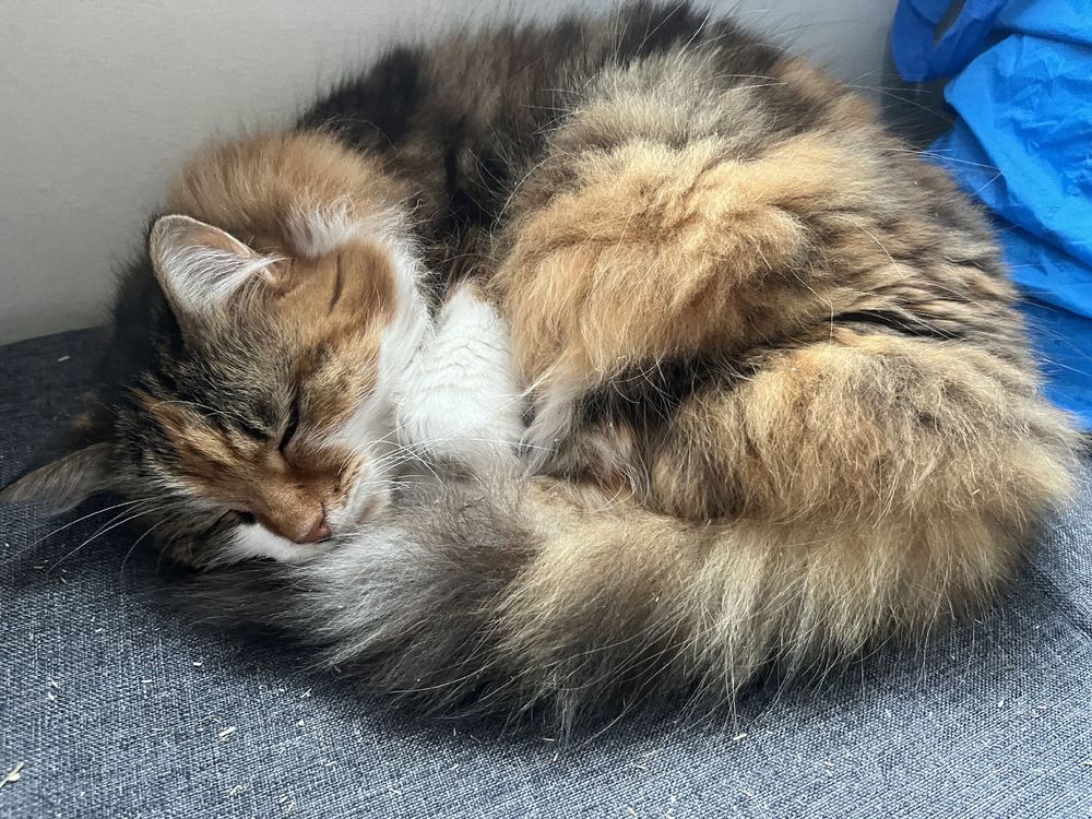 Photo of Edith, a fluffy calico cat, curled up asleep