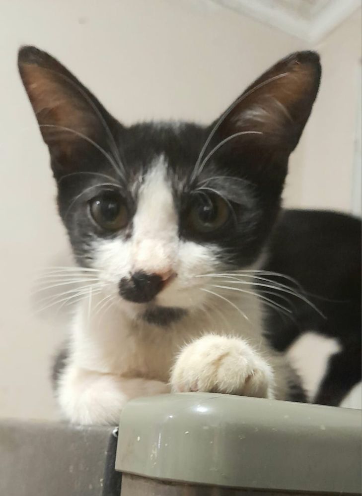 Kucing baru, namanya si Kumish