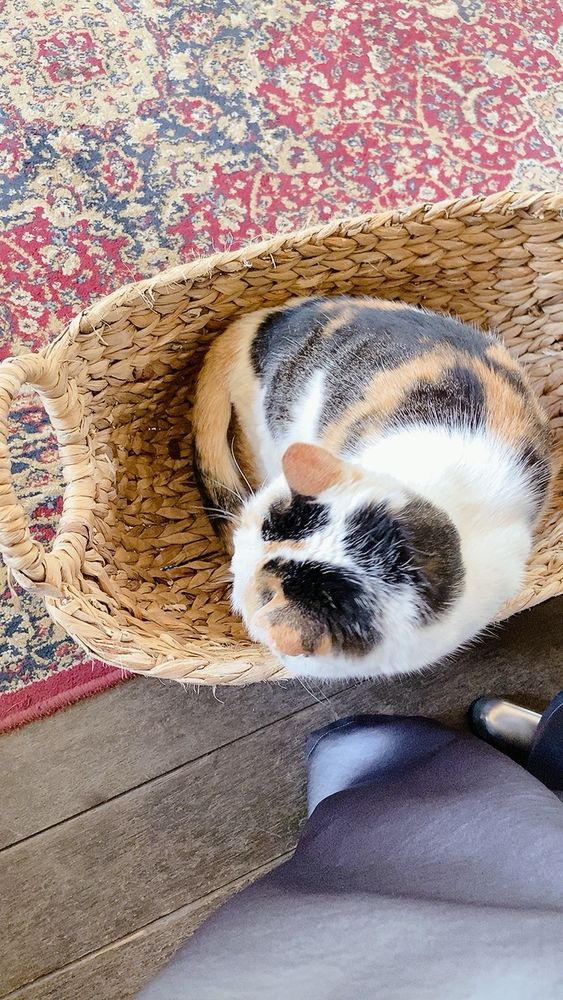 カフェで席についたらなぜかバスケットに入っていた猫の写真　起きている