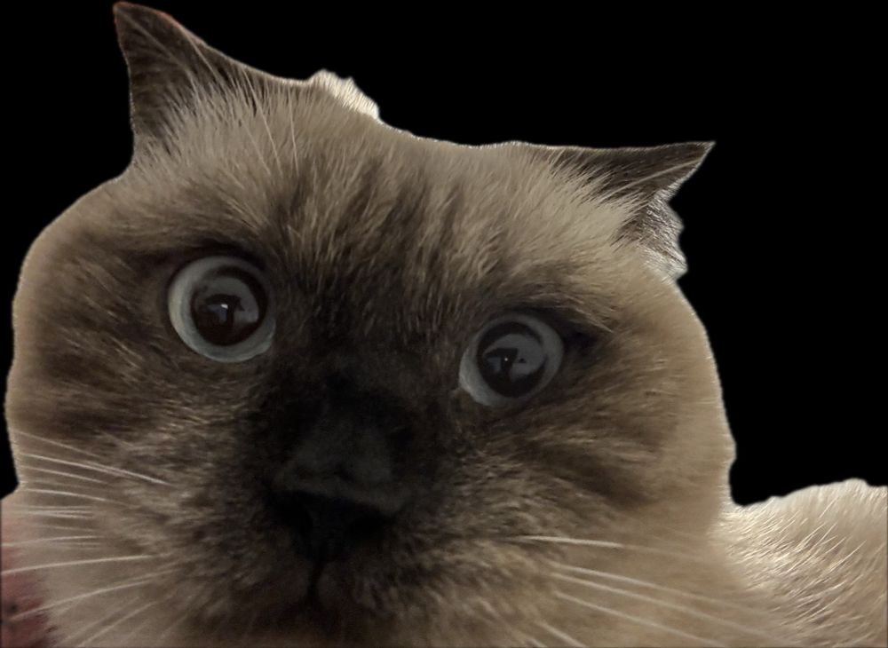 Cat that looks just like the scary alien from Star Trek