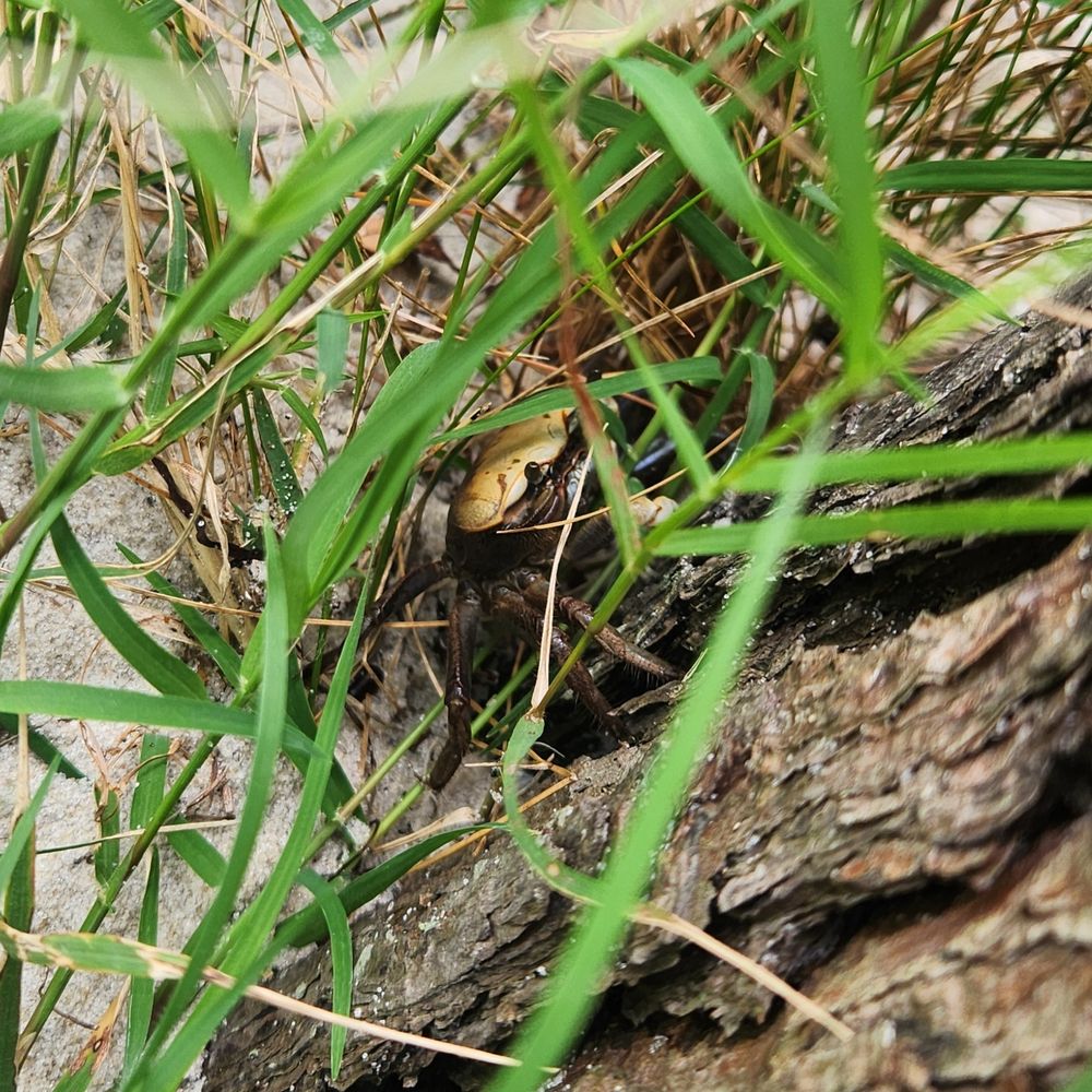 A black and tan fiddler crab lying low at the base of a pine tree beneath sparse grass.