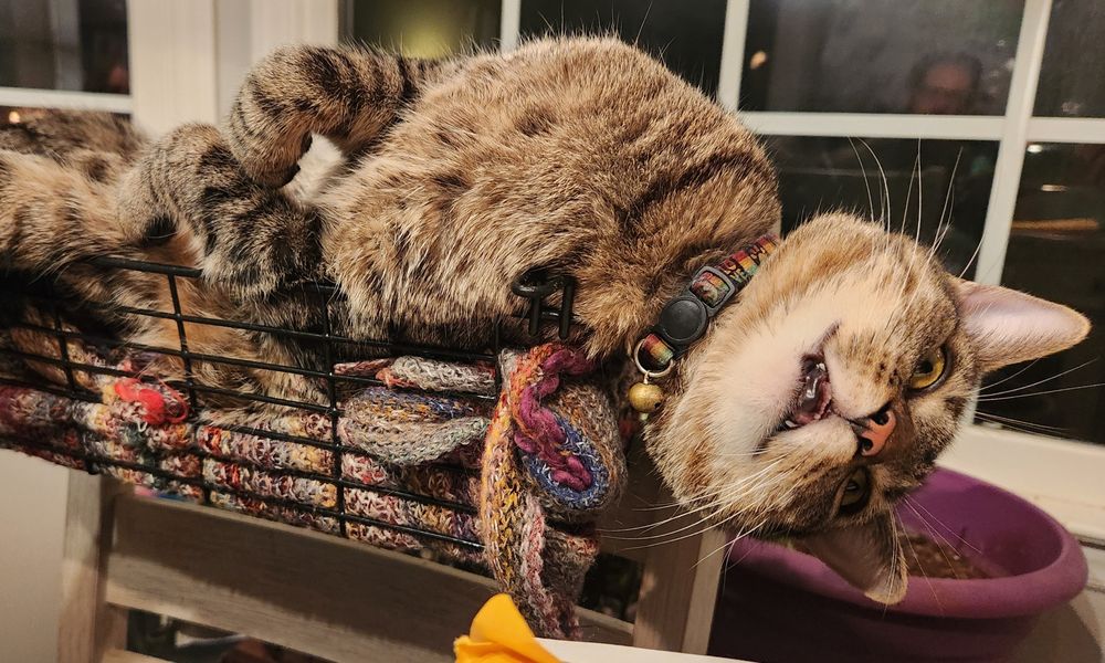 A gery tabby lying on his back in a too small basket with his head hanging off the edge, paws curled ro his chest. His eyes and mouth exhibit extreme derpiness.