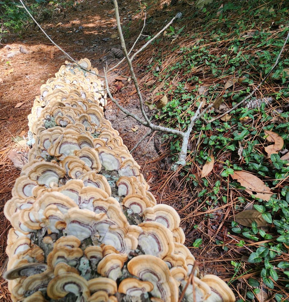 Polyphores galore! (A log covered in shelf mushrooms that are likely false turkey tail.