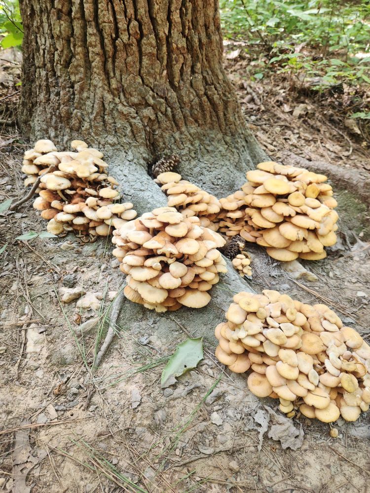 Several tall colonies of golden-colored ringless honey mushrooms growing at the base of an oak.