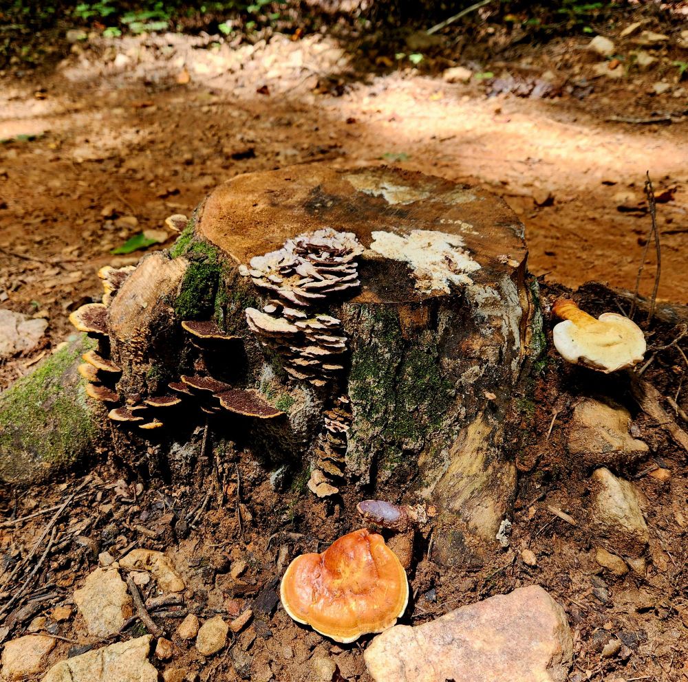 An old stump covered in moss and at least three visible species of shelf fungi in bright oranges, yellows, and warm browns. 