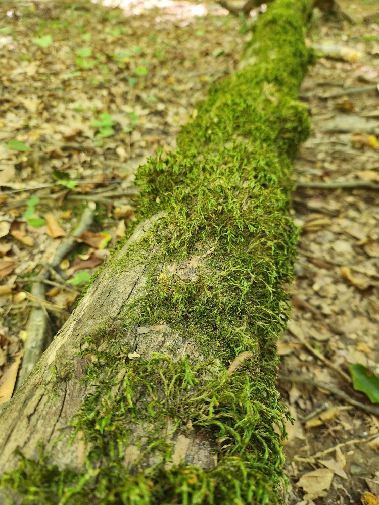 Long view of a fallen log covered in green luscious moss.