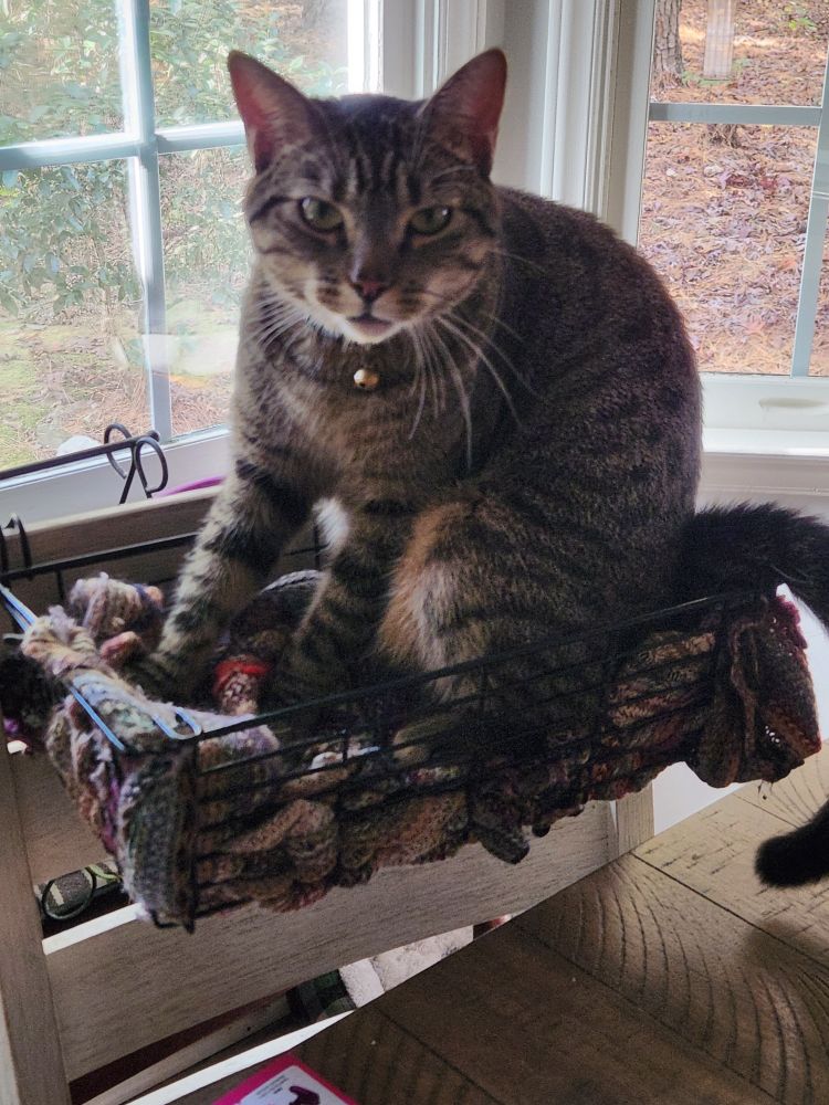 A grey tabby in a basket bed making biscuits while giving a murderous glare.