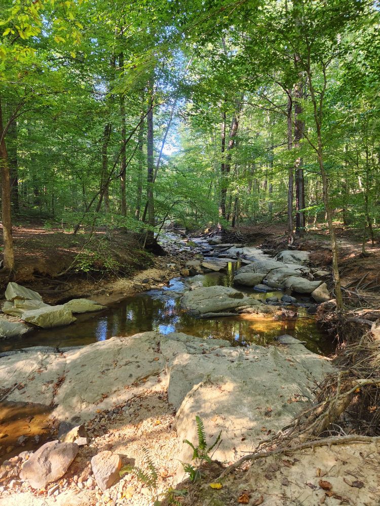 Peaceful rocky creekbed in the forest.