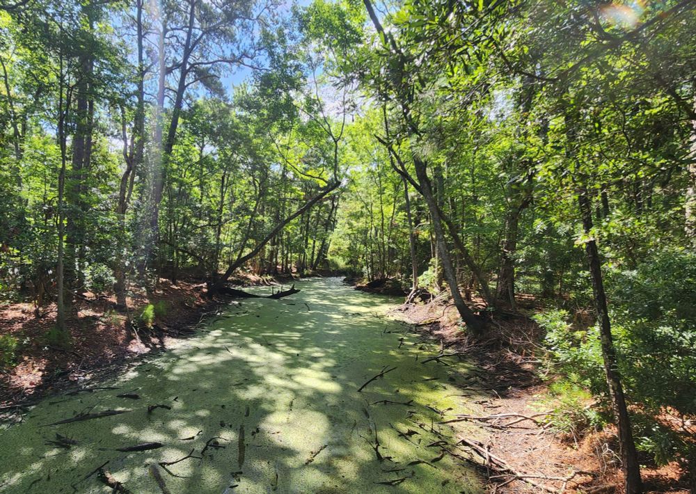 Another forest pond covered in a softer green hue of algae, surrounded by dense forest.