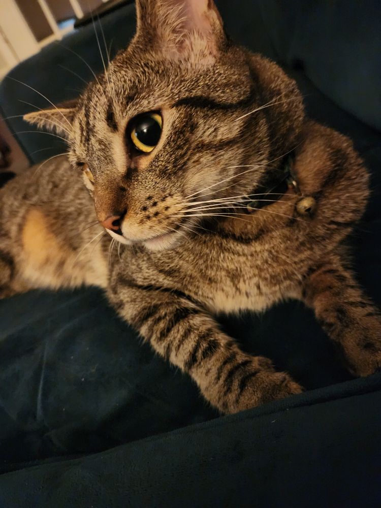 Photo of a grey/caramel tabby giving side-eye to tbe camera while plotting his next murder.