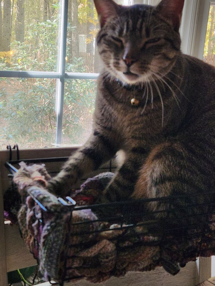 A grey tabby in a basket bed making biscuits blissfully, getting deeply into it with eyes narrowed.