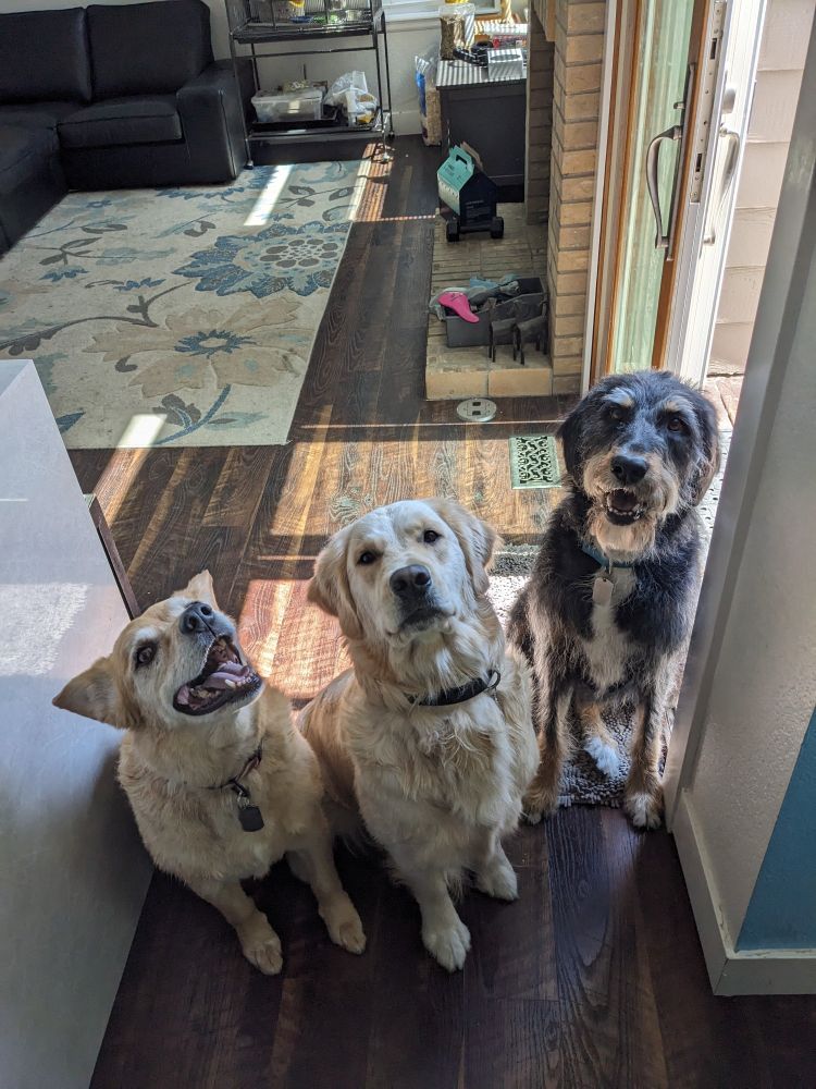 Three dogs sitting waiting for instructions. Red husky cattle dog mutt, english creme golden retriever, and a greater swiss mountain doodle