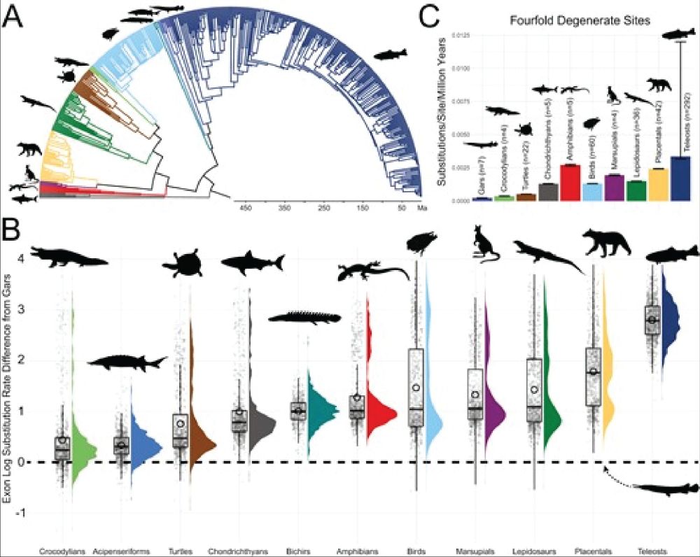 Genomic substitution rates across vertebrates highlight the slow molecular evolution of gars. A time-calibrated phylogeny of 478 vertebrates shows divergence dates. Violin and box plots display exon log substitution rates across clades, and substitution rates at fourfold degenerate sites are compared.