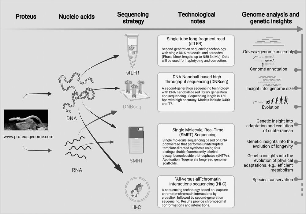 Schematic illustration of the olm genome sequencing plan. Both genomic DNA and RNA are isolated from olm tissue, followed by four sequencing strategies: stLFR, DNBseq, SMRT, and Hi-C. The proteus genome will provide genetic insights into the evolution and adaptation to the subterranean environment, longevity, metabolism, regeneration, and aid species conservation.