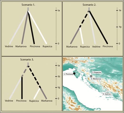 Three different scenarios for diversification of Proteus populations in Croatia tested with DIYABC 2.1. The comparison of the scenarios suggested that scenarios 2 and 3 were most likely, with scenario 3 being selected by the logistic approach (55.12% of the simulations).