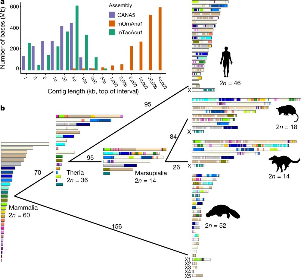 Evolution of autosomal chromosomes among mammal groups. From a reconstructed 60 chromosomes in the ancestral mammals to 52 in monotremes, 46 in humans, 14 in Tazmanian Devils and 18 in Opposums. Conversely, X chromosomes in marsupials and placental mammals share a common origin but monotremes instead present 5 unique X chromosomes. 