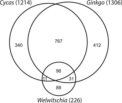Venn diagram depicting the numbers of shared and unique edit sites in three gymnosperm groups, Cycas, Ginkgo, and Welwitschia