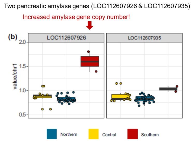 Figure 5b from Caldon et al. (2005) CNVs and amylase gene copy number. (b) Normalised genomic coverage over the two loci annotated as pancreatic amylase in geladas. Arrow added to point to the increased copy number of one (LOC112607926) of the two pancreatic amylase genes in southern geladas.