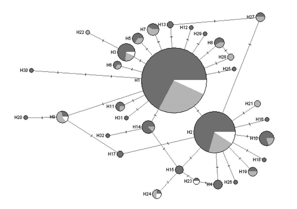 Maximum parsimony network of 32 mitochondrial control region haplotypes in American white pelicans (Pelecanus erythrorhynchos). The size of the circle is proportional to the frequency of the haplotype in the population; shading indicates the region in which the haplotype occurs (east, dark gray; west, light gray; south, white).