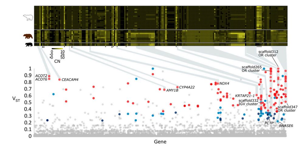 Genes with differences in copy number between polar bears and brown bears. (Lower panel) VST values, which estimate the proportion of population-level copy number variation due to differences between subpopulations in copy number variation, for all 21,142 genes in the polar bear genome. Dots are colored such that red dots correspond to genes with VST > 0.35 in two methods for copy number estimation, purple dots correspond to genes with VST <= 0.35 and VST > 0.22 in two methods for copy number estimation, blue dots correspond to VST > 0.22 in one method for copy number estimation and VST > 0.35 in the second method, and gray dots correspond to VST <= 0.22 in one or both copy number estimation methods. (Upper panel) Heat map of diploid gene copy number for genes (columns) whose copy number is highly differentiated between polar bears and brown bears (n=197 genes). Each row corresponds to individual polar bears (top set of rows), brown bears (middle set of rows), and black bears (bottom set of rows). Yellow corresponds to high copy number and black corresponds to a copy number of 0.