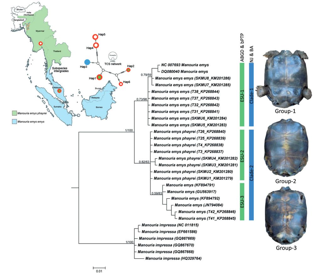 Map showing the distribution pattern of two subspecies and their intergradation zone in southern Thailand.  Bayesian phylogeny on mtCOI with posterior probability and bootstrap value by NJ analysis are superimposed with each node. Plastron pattern of three morphological forms of M. emys shows with respective clades.