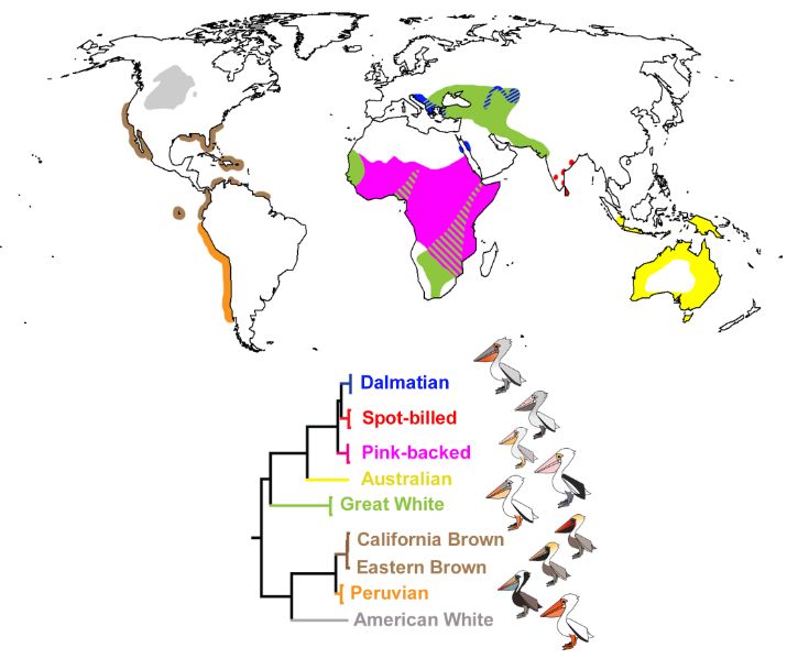 Approximate distributions of the world’s pelican species and their respective phylogenetic relationships.
