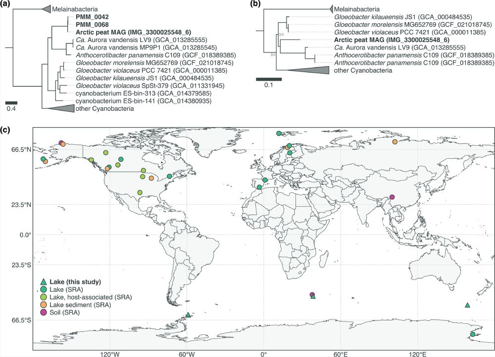 A newly identified early-branching Cyanobacterium, Ca. Sivonenia alaskensis, thrives in cold environments worldwide. Phylogenetic trees place it within Gloeobacterales, while global metagenomic data reveal its widespread presence in polar and alpine lakes, reshaping our understanding of cyanobacterial evolution.