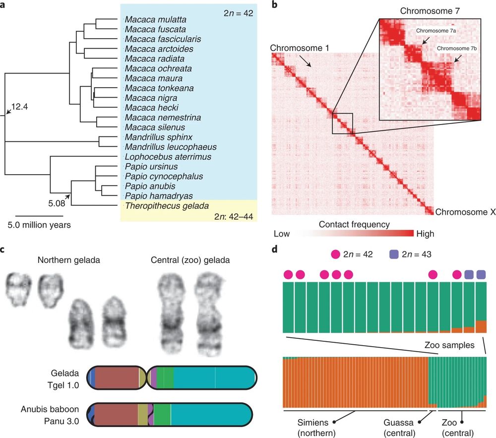 Fig. 2 from Chiou et al. (2022) a, Apart from geladas, the papionin clade exhibits an extremely conserved karyotype of 42 diploid chromosomes. Twenty species with known karyotypes sampled by Stanyon et al.24 are shown with the consensus chronogram from TimeTree53,54. b, Hi-C contact map reveals a distinct lack of contacts between the arms of chromosome 7 in the reference gelada female. c, G-banded karyotyping and analysis of genomic rearrangements reveal strong synteny between fissioned chromosomes and the intact arms of chromosome 7 in central geladas and baboons, respectively. d, STRUCTURE-style bar plot showing ancestry proportions from 70 resequenced gelada genomes reveals two main populations differentiating northern (orange) and central (green) geladas. Zoo animals are of mainly central ancestry but two individuals with the highest levels of northern ancestry are also heterozygous for the centric fission characteristic of northern geladas.