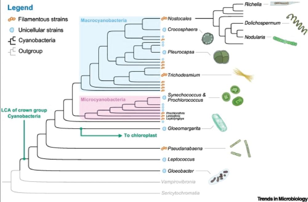 A cladogram traces cyanobacterial evolution, linking them to nonphotosynthetic relatives, Vampirovibrionia and Sericytochromatia. Phylogenetic analysis places the last common ancestor of crown Cyanobacteria ~2.5 Ga, highlighting key transitions, including the lineage that gave rise to chloroplasts.