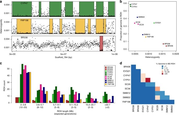 a) Sliding window heterozygosity (black dots) and called ROH (runs of homozygosity) across a single scaffold for 3 pumas from 3 different populations (Big Cypress, Yellowstone, and Brazil) b) Average genome-wide heterozygosity versus the proportion of the genome in ROH c) Distribution of lengths of ROH. d) Heat map showing the percent of the genomes that are in ROH that are shared IBD (identity by descent) between pairs of pumas.